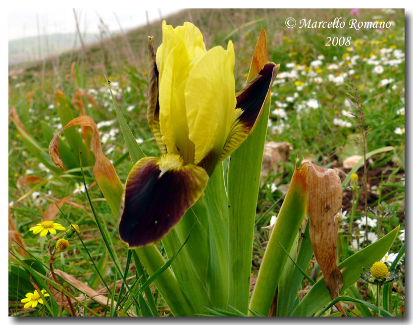 Iris pseudopumila nei pressi del Tempio di Segesta